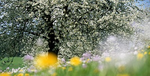 Blumenwiese mit Baum im Hintergrund